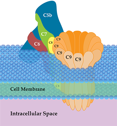 Illustration of the membrane attack complex (MAC). （By SLiva2016, Own work, https://commons.wikimedia.org/wiki/File:Membrane_Attack_Complex_(Terminal_Complement_Complex_C5b-9).png)